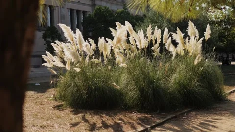 Pampas Grass is in Full Bloom, Displaying Its Beauty Against a Stunning Stock Footage 289669259