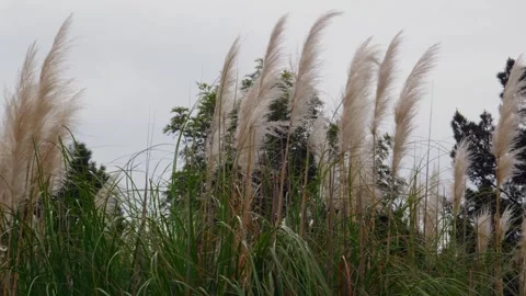 Pampas grass gently swaying in the wind in a park Stock Footage 311729802