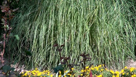 Pampas grass with green leaves and white fluffy panicles. Stock Footage 106967878