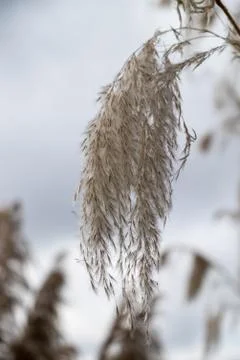 Pampas grass head Stock Photos