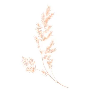 Of pampas grass Stock Illustration
