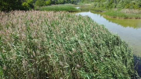 Pampas grass in the lake Stock Footage 168622371