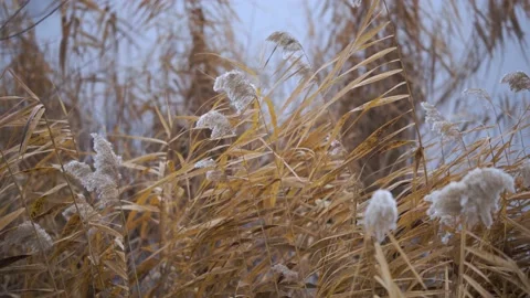 Pampas grass by the lake Stock Footage 168965182
