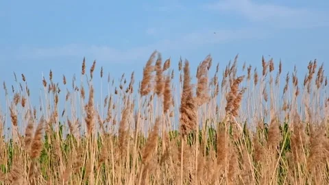 Pampas grass on the lake, reed layer, reed seeds. Golden reeds on lake sway in Stock Footage 242443570