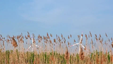Pampas grass on the lake, reed layer, reed seeds. Golden reeds on lake sway in Stock Footage 242443593
