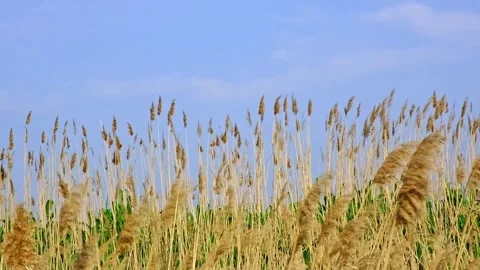 Pampas grass on the lake, reed layer, reed seeds. Golden reeds on lake sway in Stock Footage 242443613