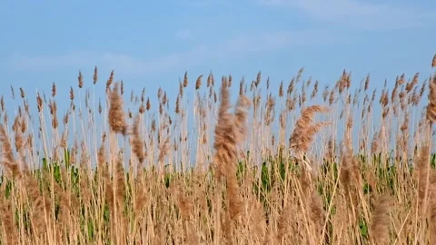 Pampas grass on the lake, reed layer, reed seeds. Golden reeds on lake sway in Stock Footage 243289211