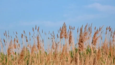 Pampas grass on the lake, reed layer, reed seeds. Golden reeds on lake sway in Stock Footage 243792435