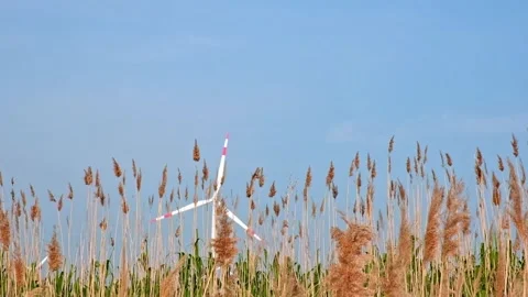Pampas grass on the lake, reed layer, reed seeds. Golden reeds on lake sway in Stock Footage 244804507