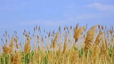 Pampas grass on the lake, reed layer, reed seeds. Golden reeds on lake sway in Stock Footage 244804553