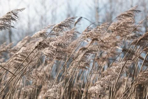 Pampas grass on the lake, reed layer, reed seeds. Golden reeds on the lake sw Stock Photos