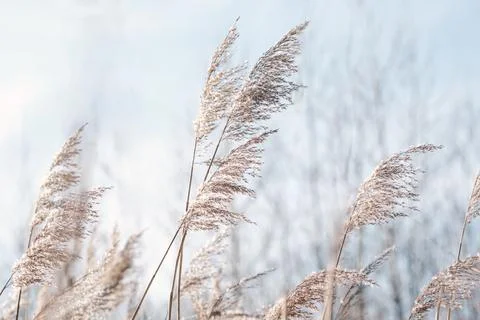 Pampas grass on the lake, reed layer, reed seeds. Golden reeds on the lake sw Stock Photos