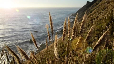 Pampas Grass Lens Flare Stock Footage 68403566
