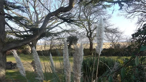 Pampas grass moving gently in the breeze Stock Footage 126282383