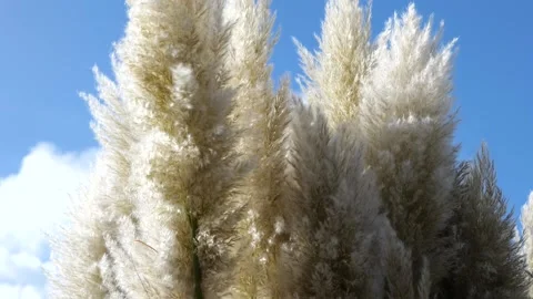 Pampas grass moving in the wind in front of a perfect blue sky. Stock Footage 220521079