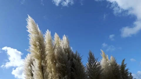 Pampas grass moving in the wind in front of a perfect blue sky. Stock Footage 220521086