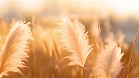 Pampas grass moving in the wind with sunrays. Close up Grass swings in the wind Stock Footage 255840201