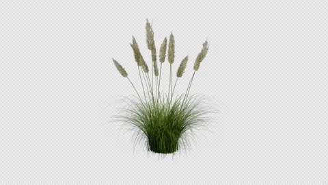 Pampas grass or cortaderia selloana grass gently blowing with alpha channel Stock Footage 326781153