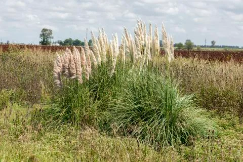 Pampas grass Stock Photos