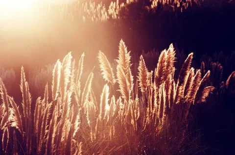 Pampas grass Stock Photos