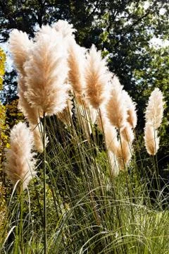 Pampas grass Stock Photos