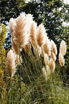 Pampas grass Stock Photos