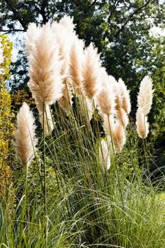 Pampas grass Stock Photos