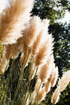 Pampas grass Stock Photos