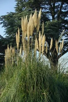 Pampas grass Stock Photos