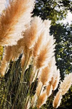 Pampas grass Foto stock gratuite