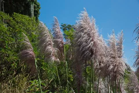 Pampas Grass. Stock Photos