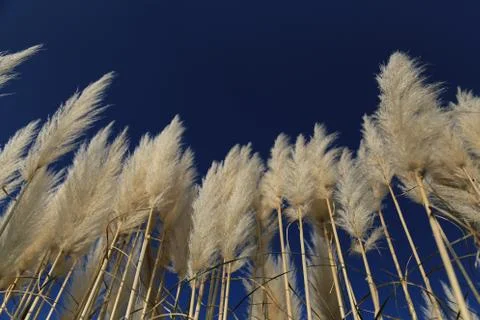 Pampas Grass Stock Photos