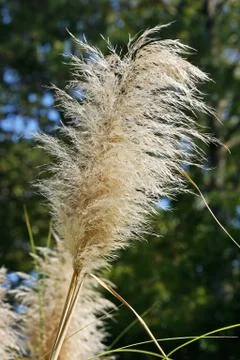 Pampas Grass Stock Photos