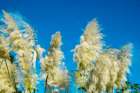 Pampas grass Stock Photos
