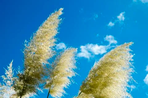 Pampas grass 스톡 사진