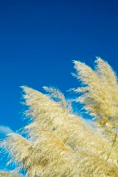 Pampas grass Stock Photos