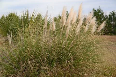 Pampas grass Stock Photos