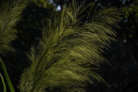 Pampas grass Stock Photos