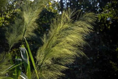 Pampas grass 库存照片