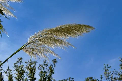 Pampas Grass. Stock Photos