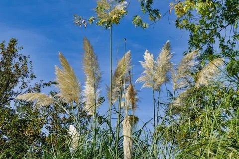 Pampas Grass. Stock Photos