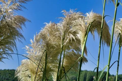 Pampas Grass. Stock Photos
