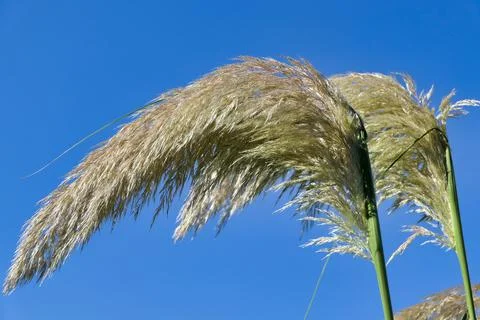 Pampas Grass. Stock Photos