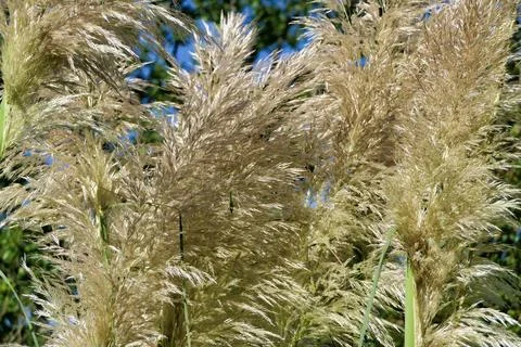 Pampas Grass. Stock Photos
