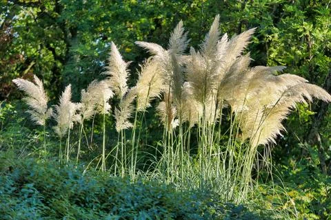 Pampas Grass. Stock Photos