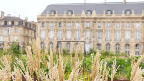 Pampas Grass at Place de la Bourse Stock Footage 303876460