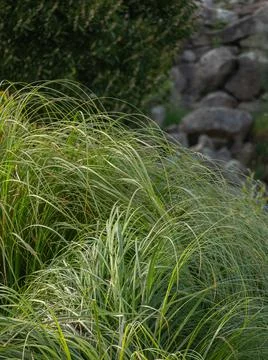Pampas grass plant with sunlight in spring cortaderia selloana Stock Photos