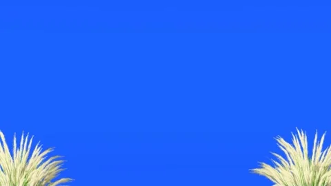 Pampas Grass Plants Isolated on Blue Screen Background Stock Footage 330985152