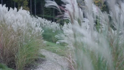 Pampas Grass Plumes Swaying in the Breeze, Autumn Garden Border, Static Shot Stock Footage 340620751