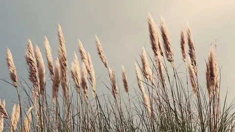 Pampas Grass Plumes Swaying in Wind, Chile Stock Footage 336706824